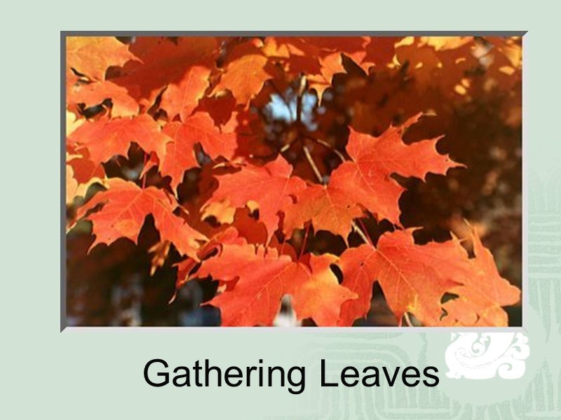 Gathering Leaves